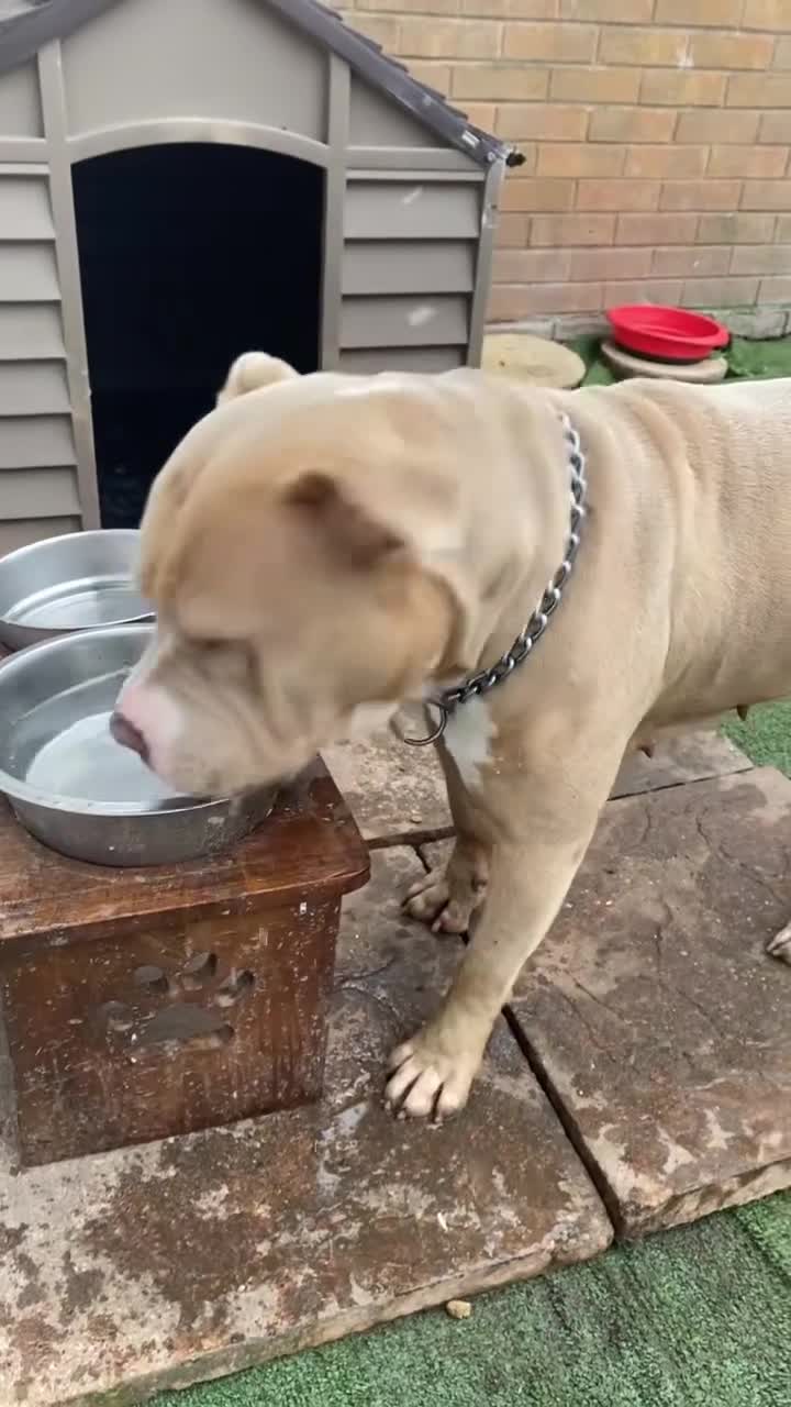 Mixed Breed dogs for sale: Tianna - Video 3