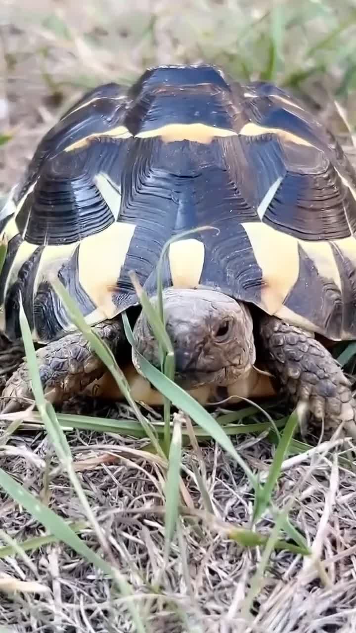 Hermann Tortoise reptiles for sale: western hermann tortoise  - Video 1
