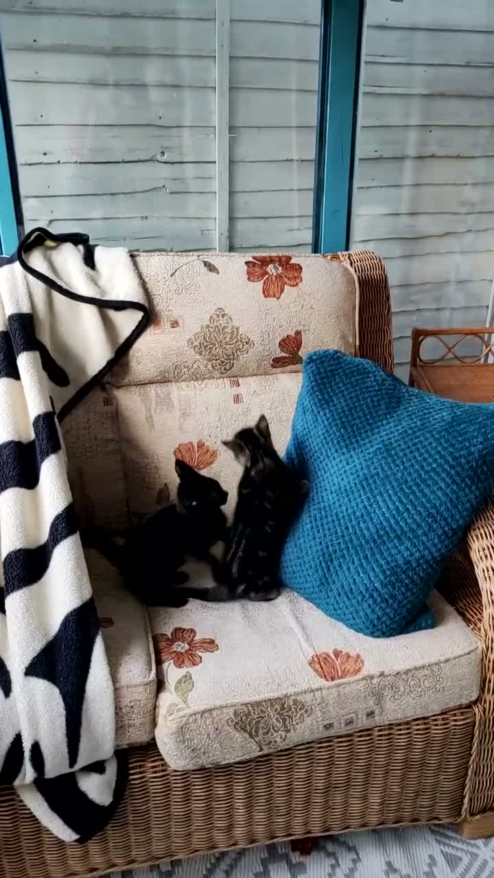 Mixed Breed cats for sale: Beautiful kittens looking for new home - Video 1