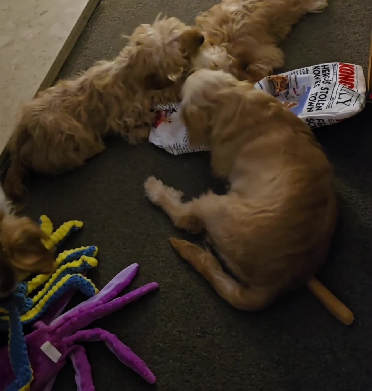 Cavapoo dogs for sale: 🐾Cavapoo: Litter Embark DNA Tested, Sire KC Reg🐾 - Video 4