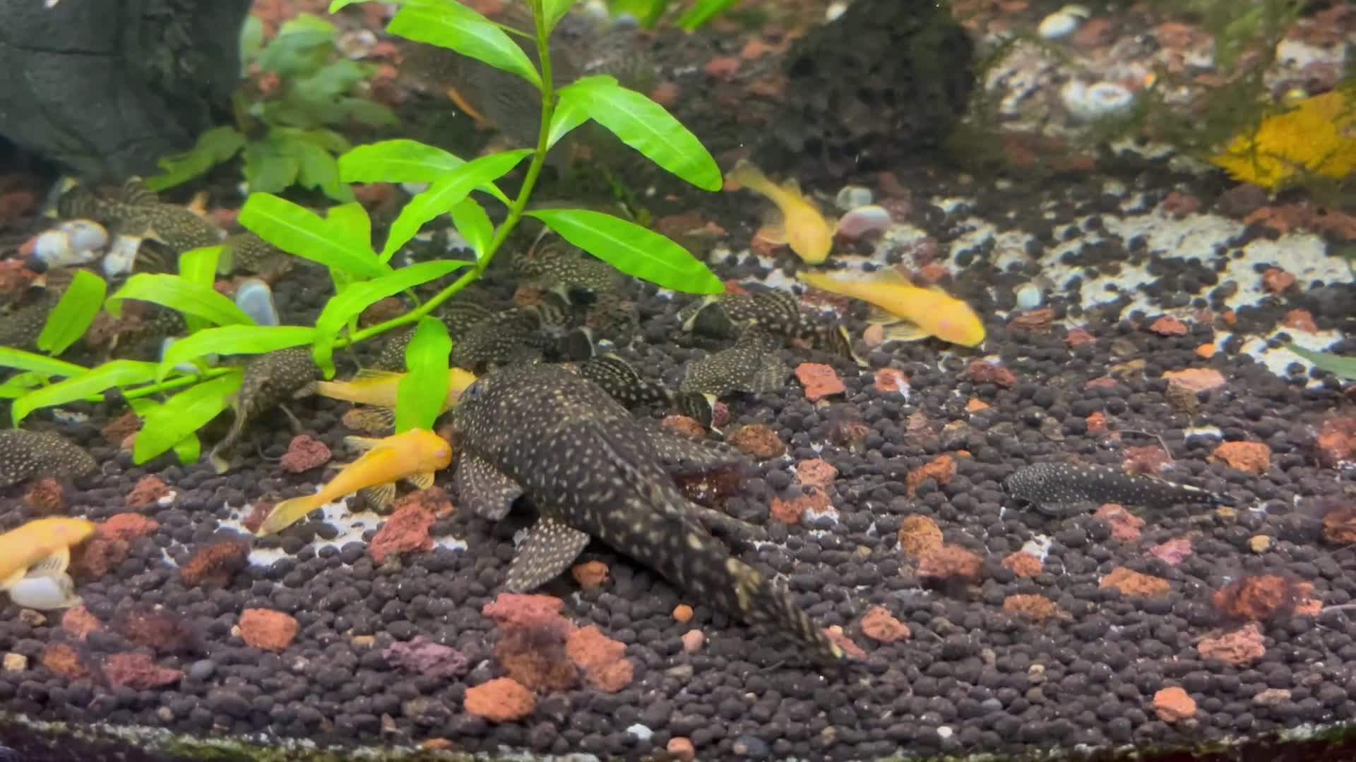 Other/Mixed Breed fish for sale: Bristle nose Plecos - various sizes and colours  - Video 1