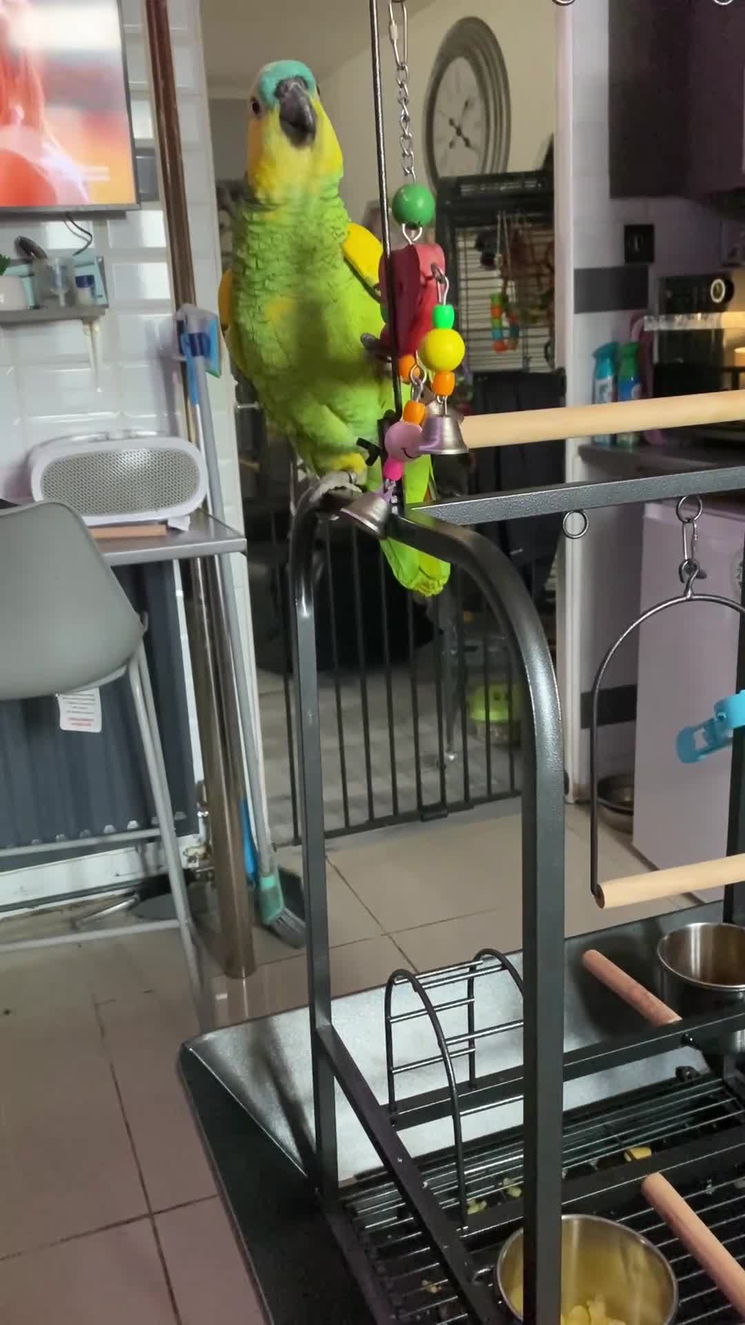 Parrots birds for sale: Amazing parrot - Video 2