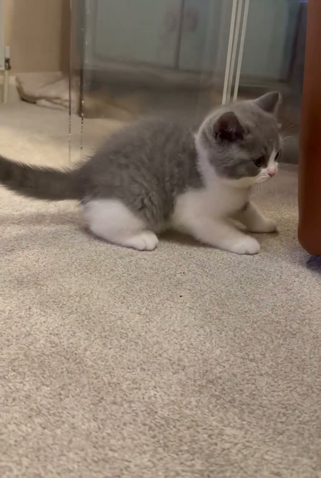 British Shorthair cats for sale: British Shorthair Bi-Colour Kitten Blue & White - Video 3