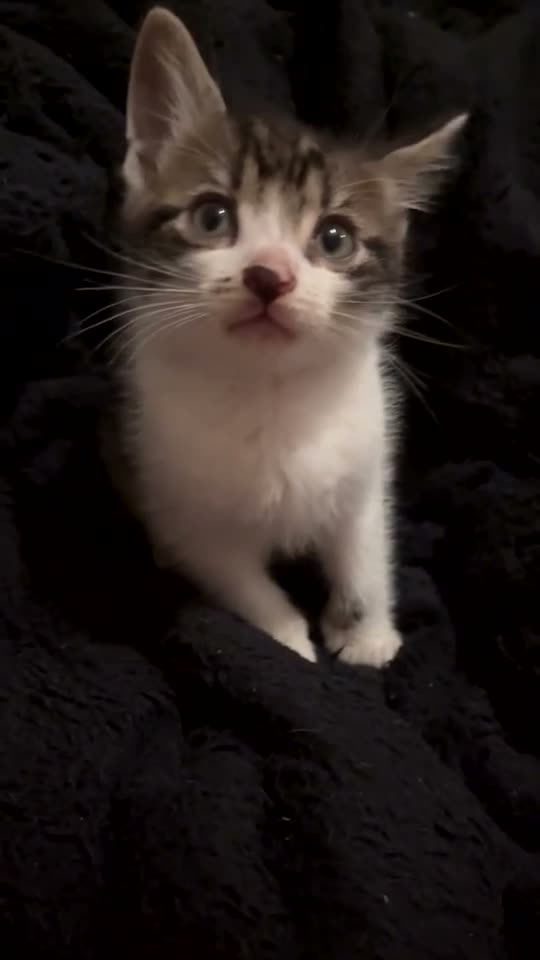 Domestic Shorthair cats for sale: Beautiful playful loving kittens  - Video 3