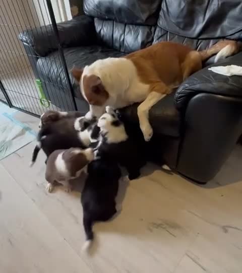 Border Collie dogs for sale: Border collie pups for sale in Shipley - Video 1