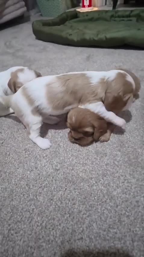 Cavalier King Charles Spaniel dogs for sale: Cavalier king charles puppies  - Video 2