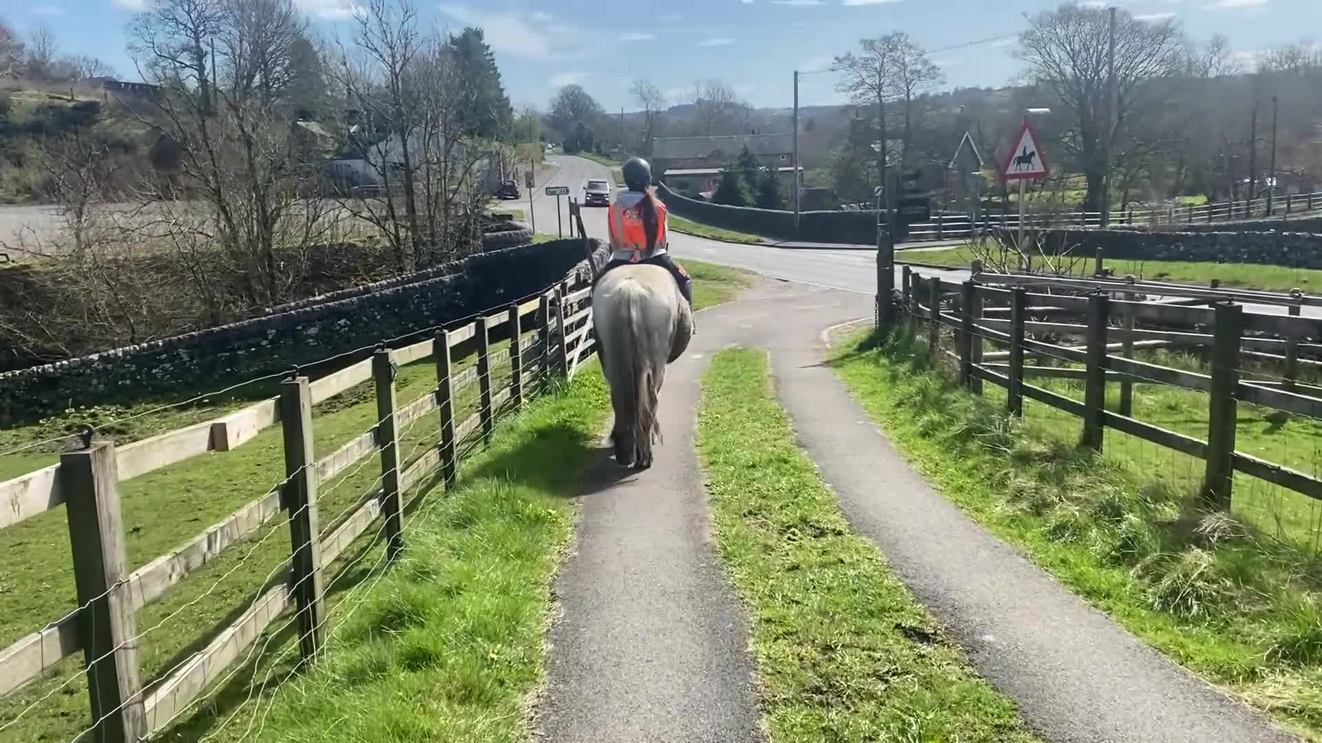 Irish Cob horses for sale: FOR LOAN 15.1 heavy cob gelding - Video 1