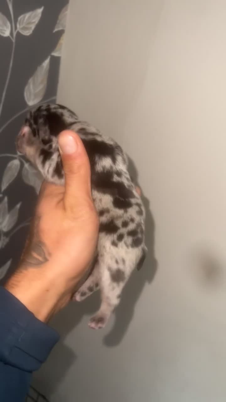 Mixed Breed dogs for sale: Gorgeous litter of frenchieXpocket bully  - Video 5