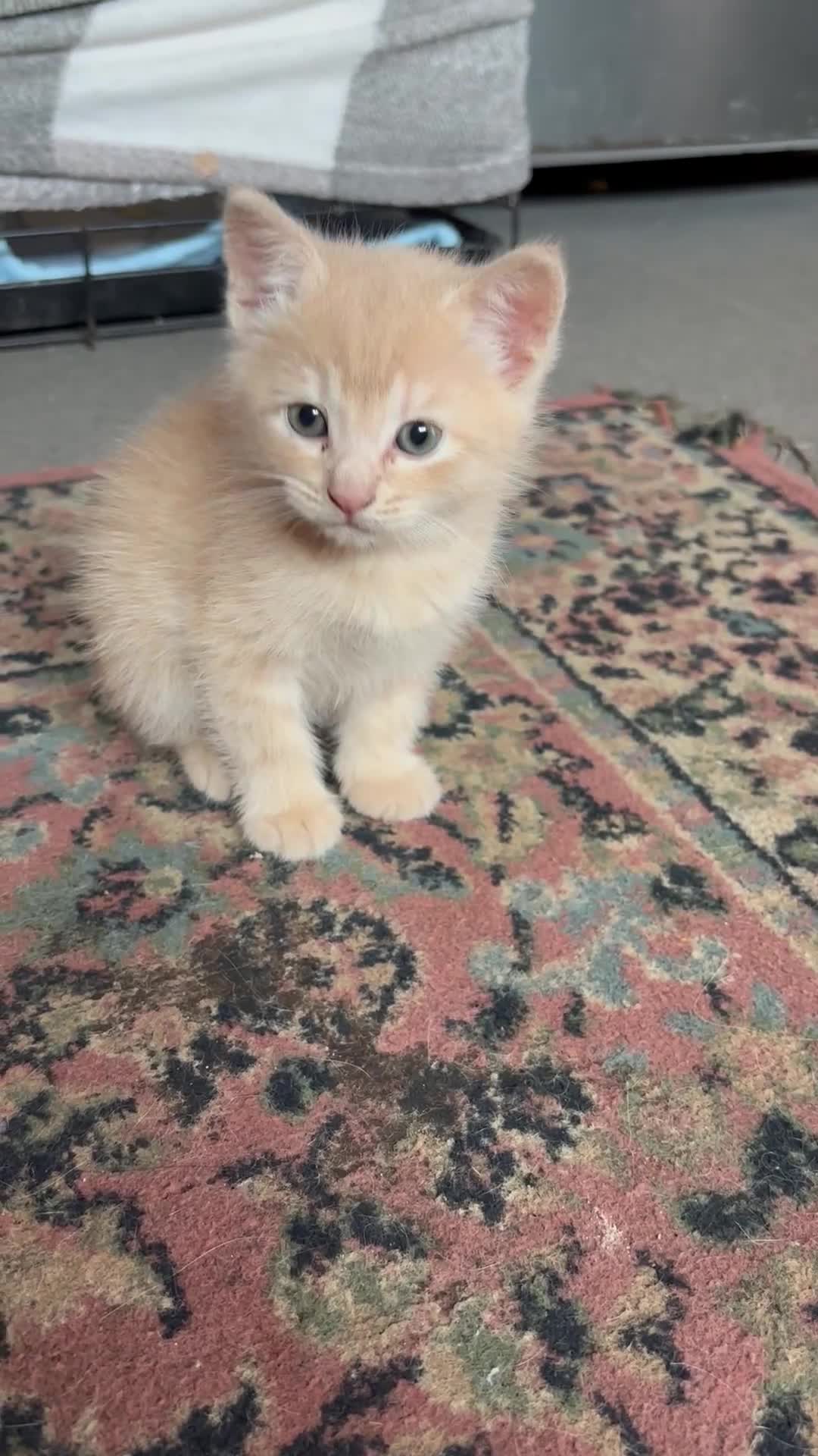 Turkish Angora cats for sale: Pedigree Turkish angora x bengal  - Video 1