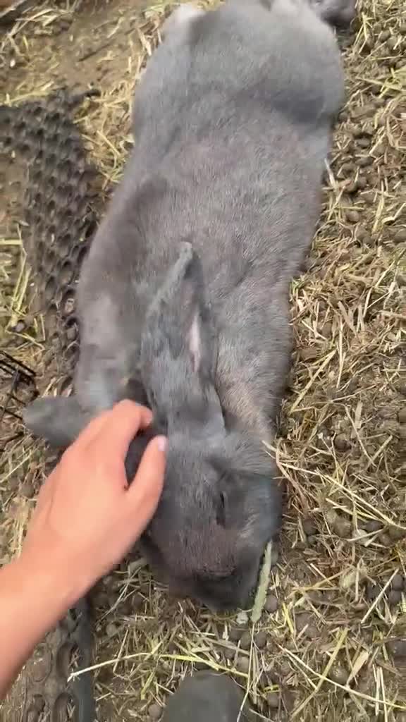 Continental Giant rabbits for sale: Pure Blue Male Continental Giant  - Video 1