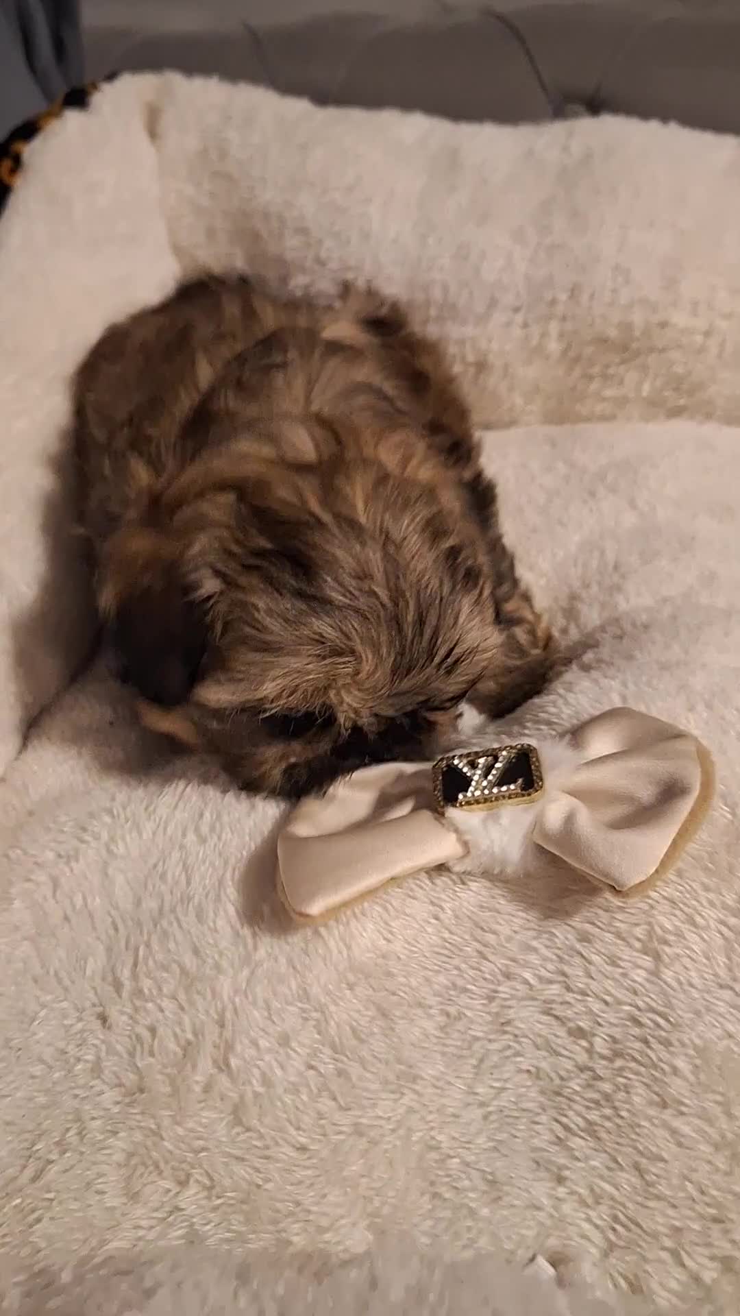 Shih Tzu dogs for sale: Beautiful Imperial Shih Tzus  - Video 2