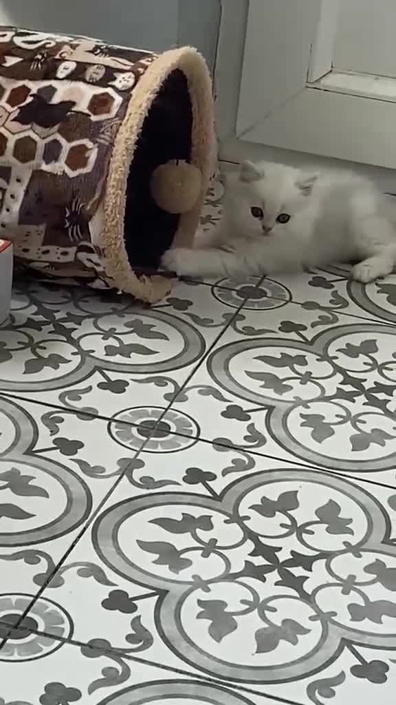 British Shorthair cats for sale: BEAUTIFUL BSH & BLH FEMALE KITTENS  - Video 1