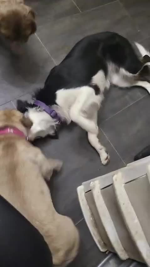 Border Collie dogs for adoption: ❤️Millie fabulous  18-month-old Border Collie ❤️ - Video 5