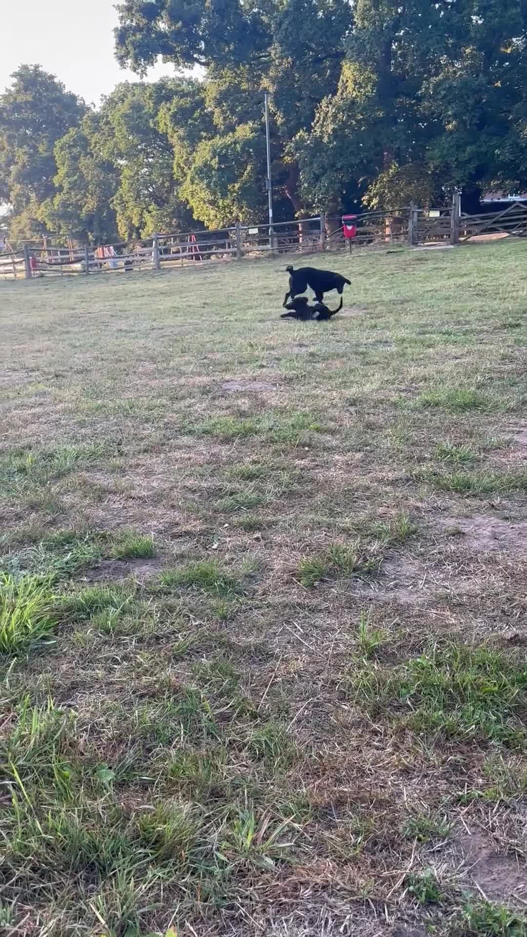 Mixed Breed dogs for sale: Dutch/German shepherd  - Video 1