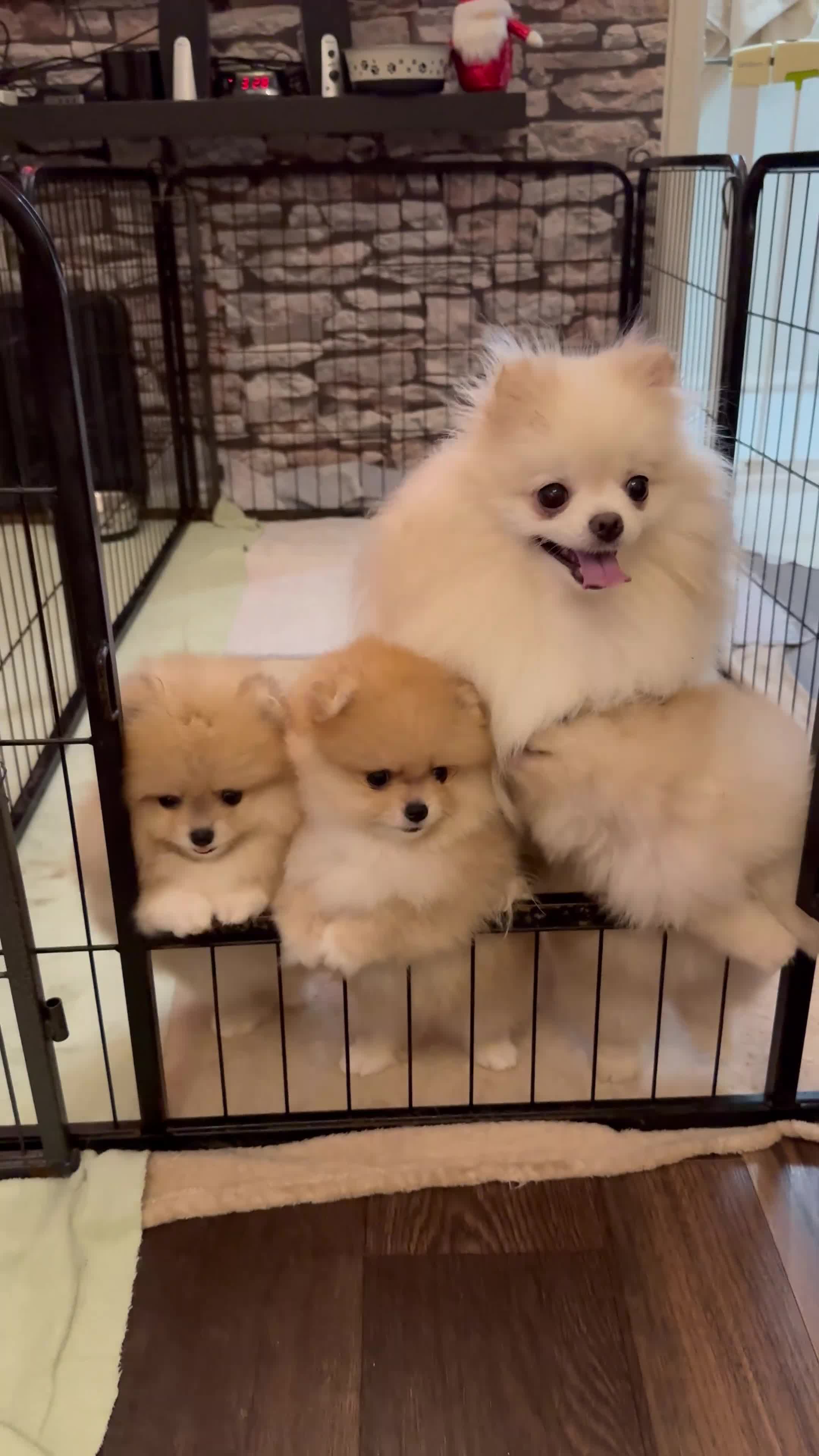 Pomeranian dogs for sale: Teddy Bear Pomeranian Puppies – Top Quality - Video 1
