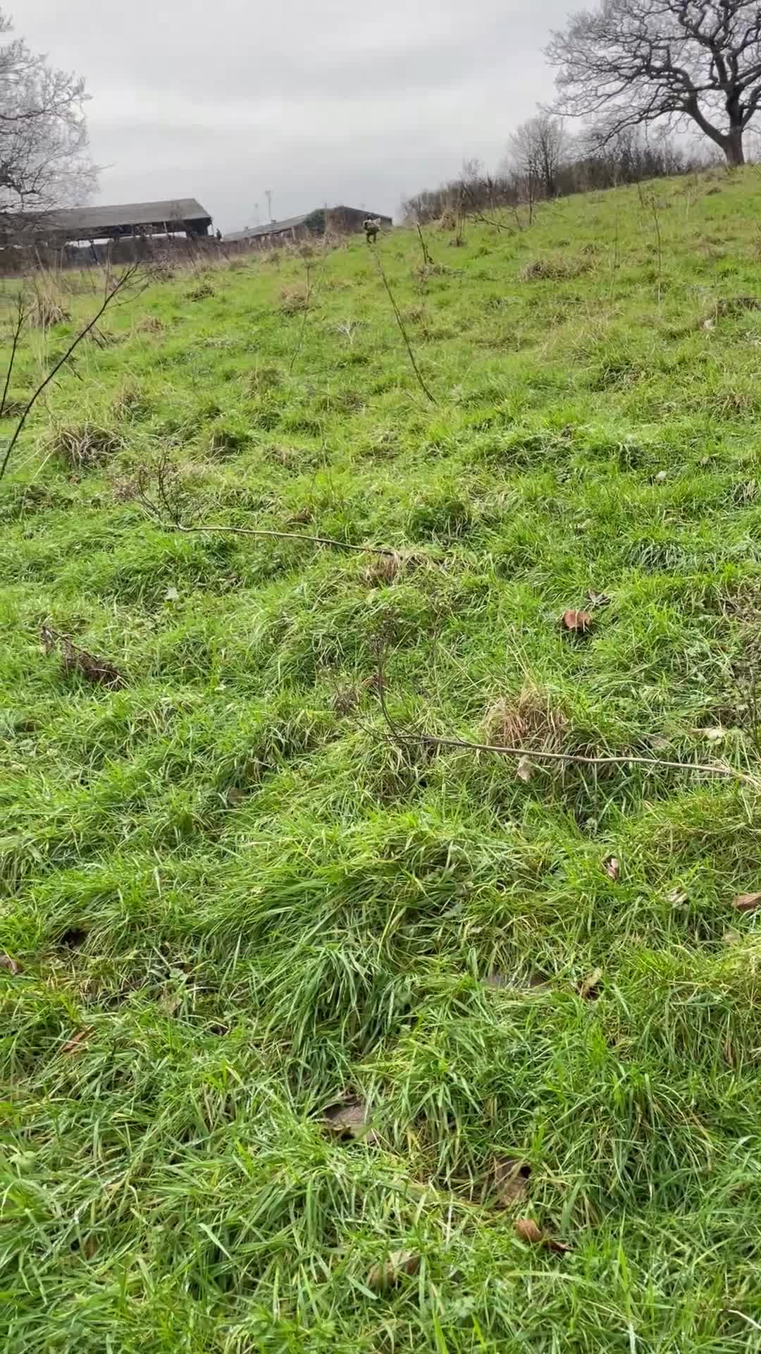 Whippet dogs for sale: Working/show/race/family whippet puppies  - Video 1