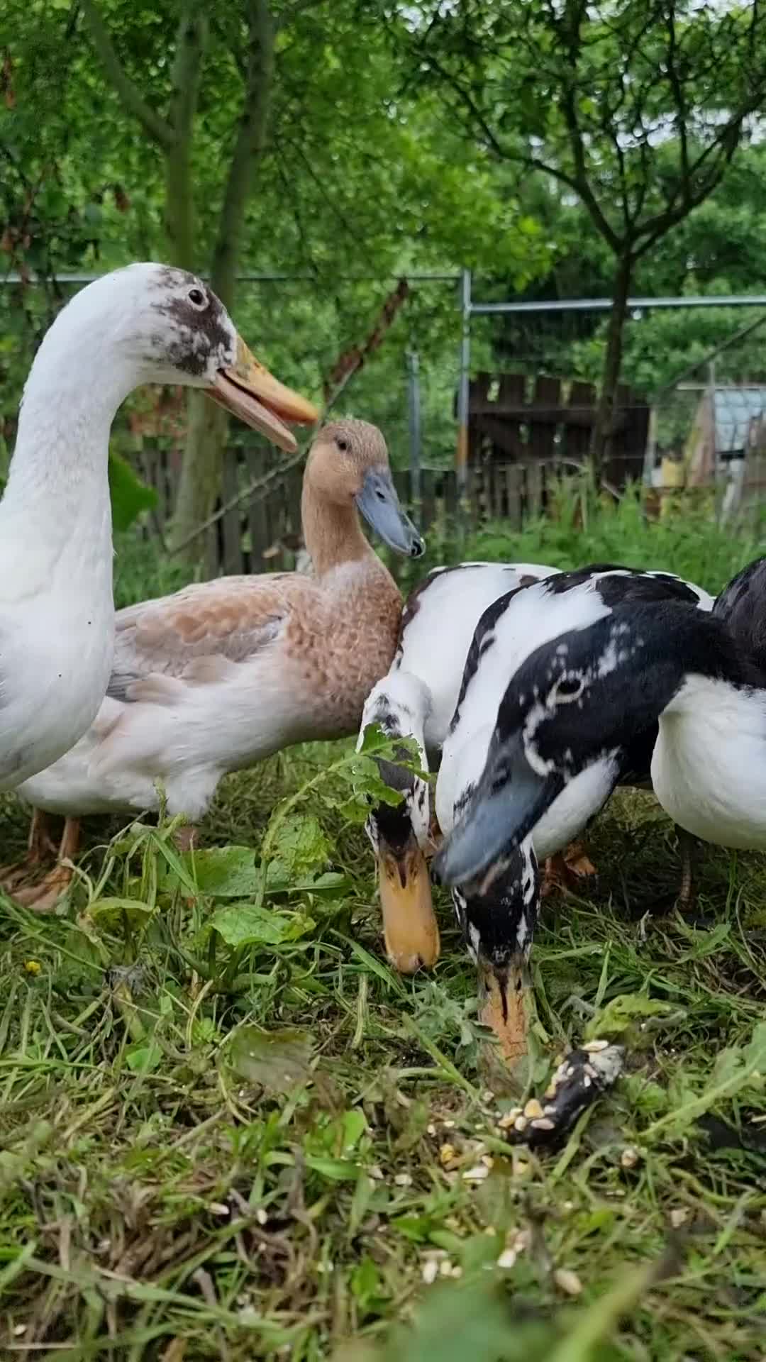 Waterfowl poultry for sale: 9 Runner hens and 1 Drake breeding/laying group  - Video 1