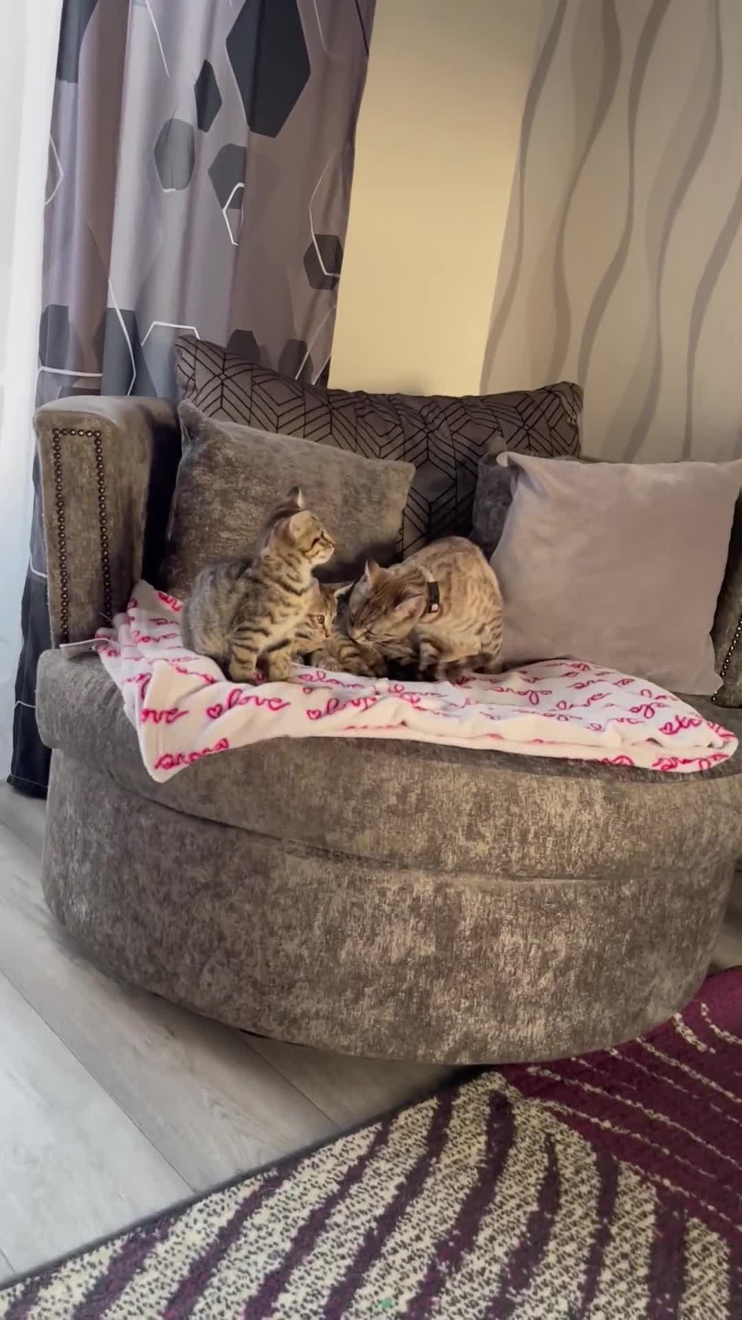 Bengal cats for sale: Beautiful female  kitten❤️ - Video 1