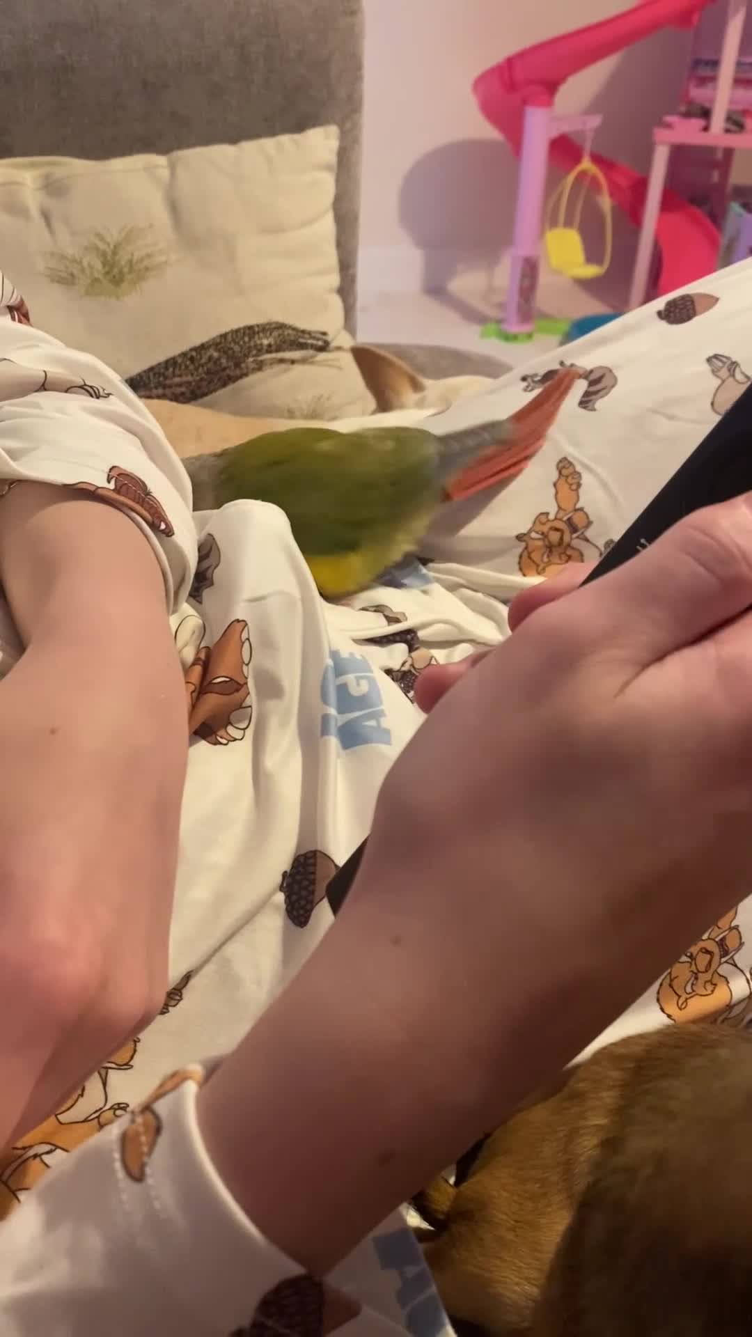 Conures birds for sale: Conure parrot  - Video 1