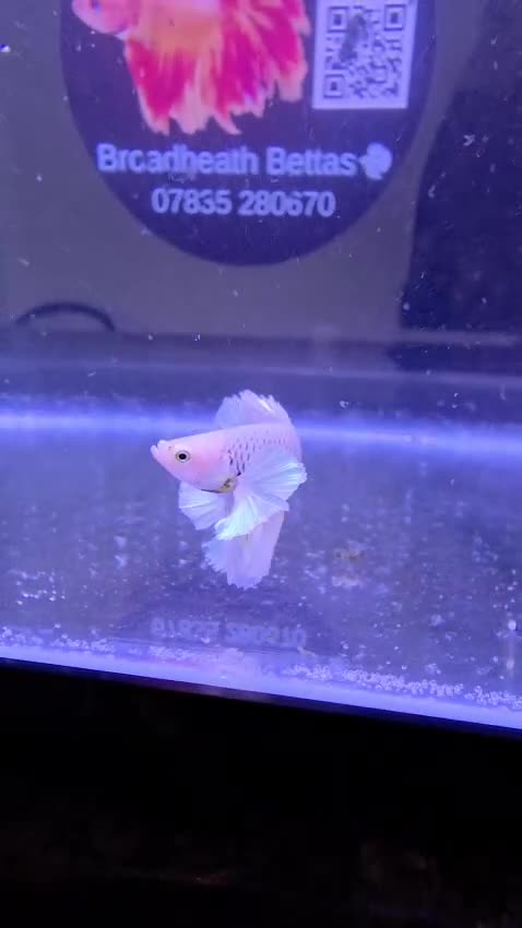 Bettas fish for sale: Bettas / tropical fish  in Altrincham - Video 3