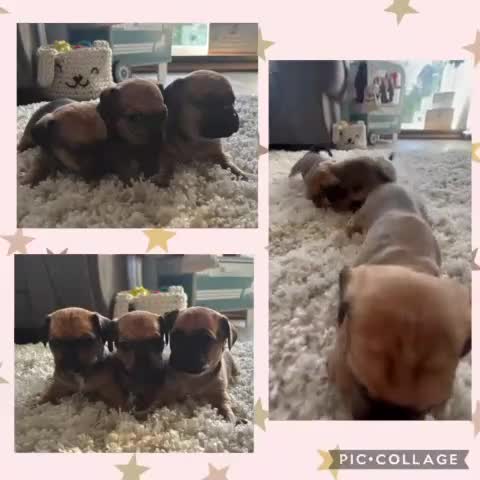Mixed Breed dogs for sale: Mini dachshund cross pug  - Video 1