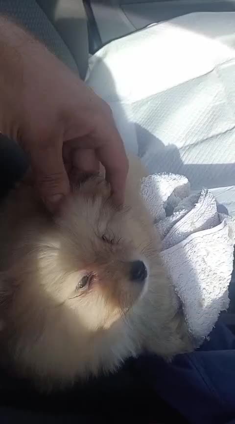 Pomeranian dogs for sale: Fluffy  - Video 1