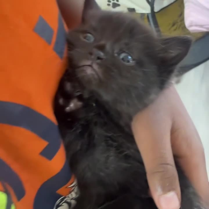 Mixed Breed cats for sale: Adorable 3 black kittens ready soon- 2boys, 1 girl in Birmingham - Video 2