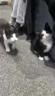 Mixed Breed cats for sale: 2 Beautiful girls  - Video 1