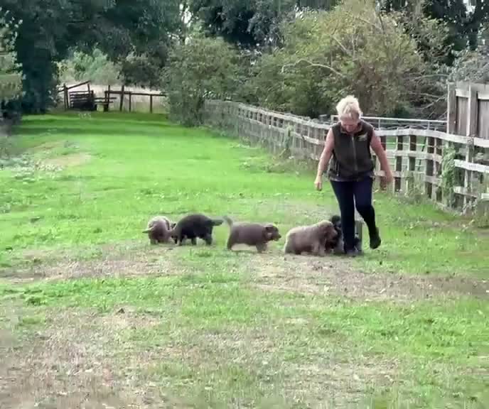 German Shepherd dogs for sale: Five star licenced German shepherds  - Video 1