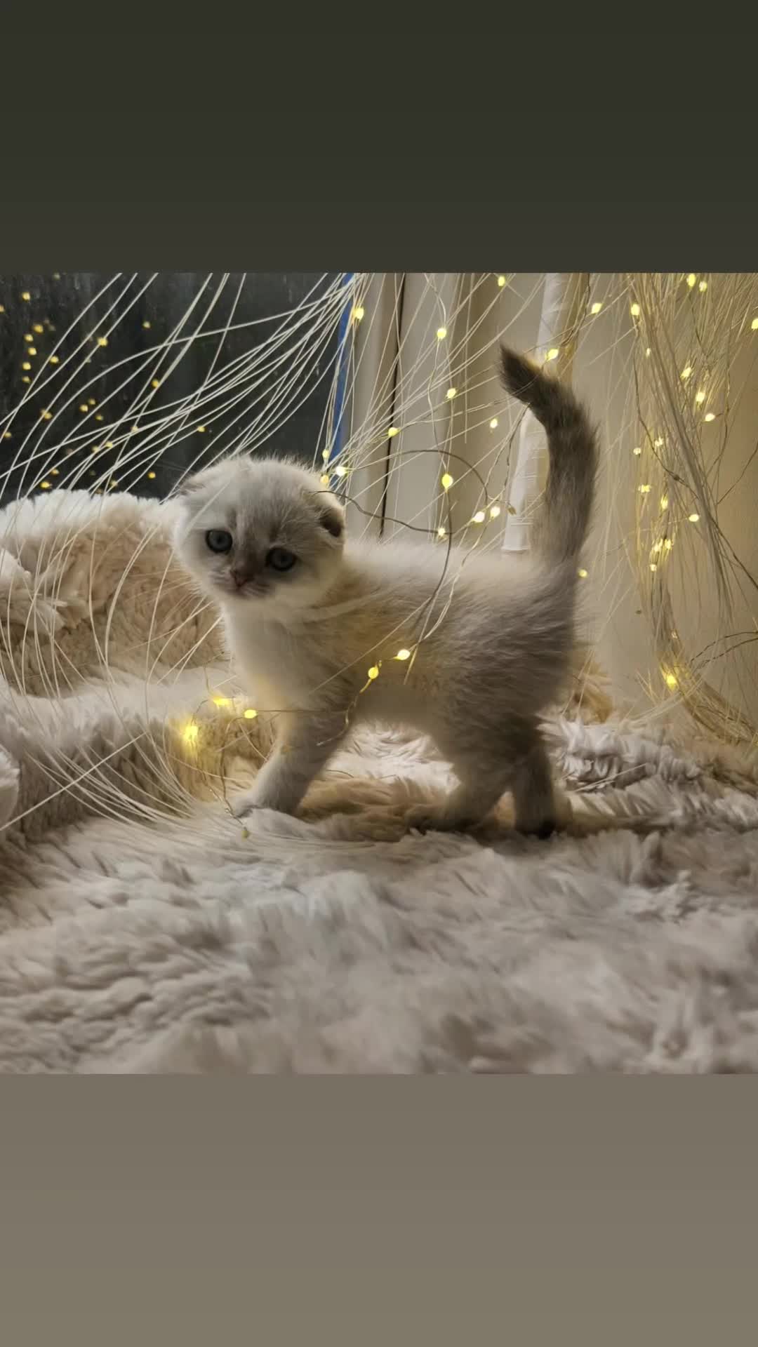 Scottish Fold cats for sale: Reduced💥£350 ready now Tica scottish fold london  - Video 3