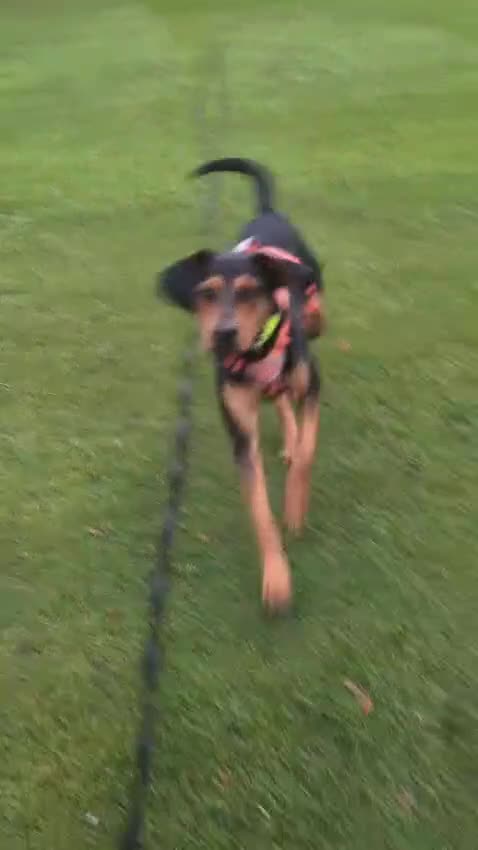 Mixed Breed dogs for adoption:  Meet Aldo – The Sweetest Cuddle Bug in London! - Video 1