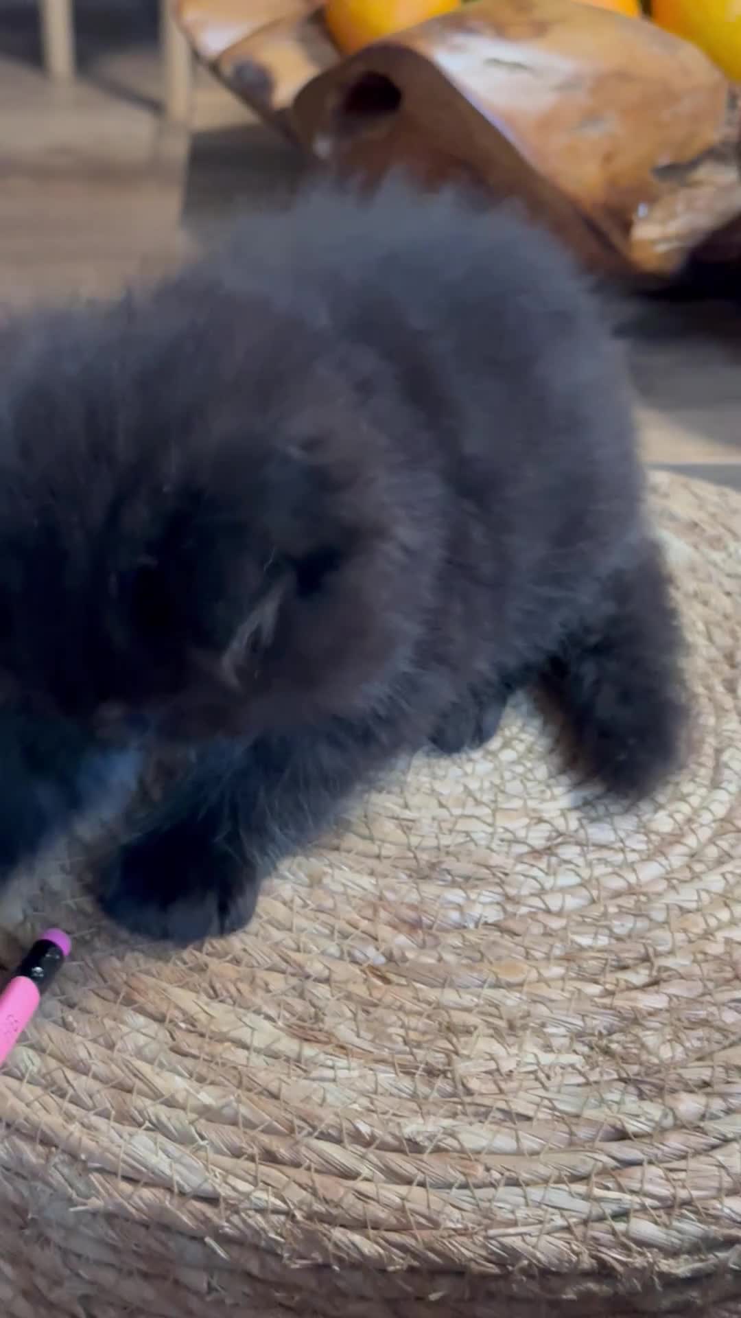 Persian cats for sale: 🐾 Curly-Haired Persian Kittens  - Video 2