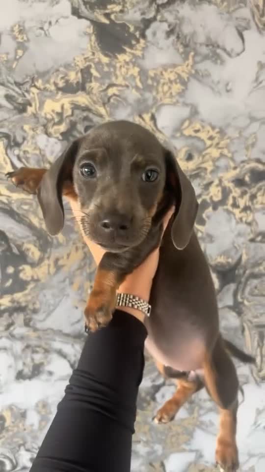 Miniature Dachshund dogs for sale: Miniature Isabella tan dapple/ blue and tan Girls - Video 3