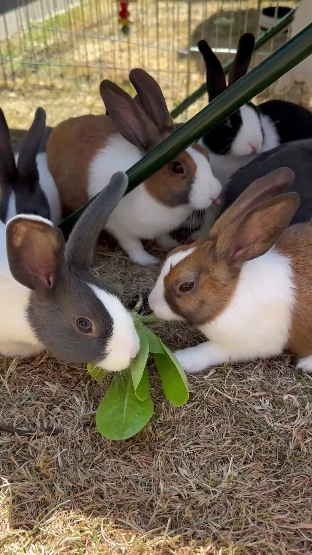 Dutch rabbits for sale: Beautiful Baby Dutch Bunnies Blue, Black & Ginger  - Video 3