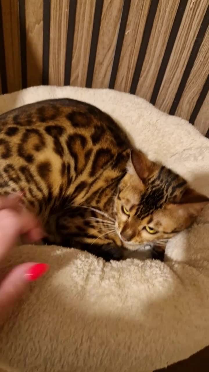 Bengal cats for sale: Beautiful queen ❤️ - Video 2
