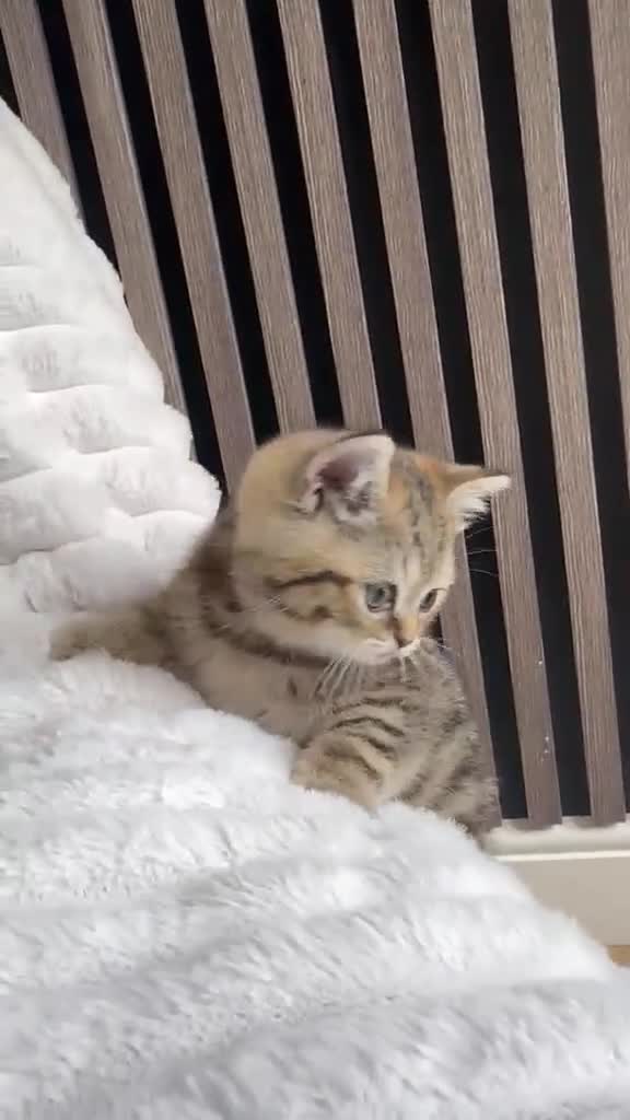 British Shorthair cats for sale: 😻Beautiful British Shorthair Kittens 🐈‍⬛ 🩷💙 - Video 3