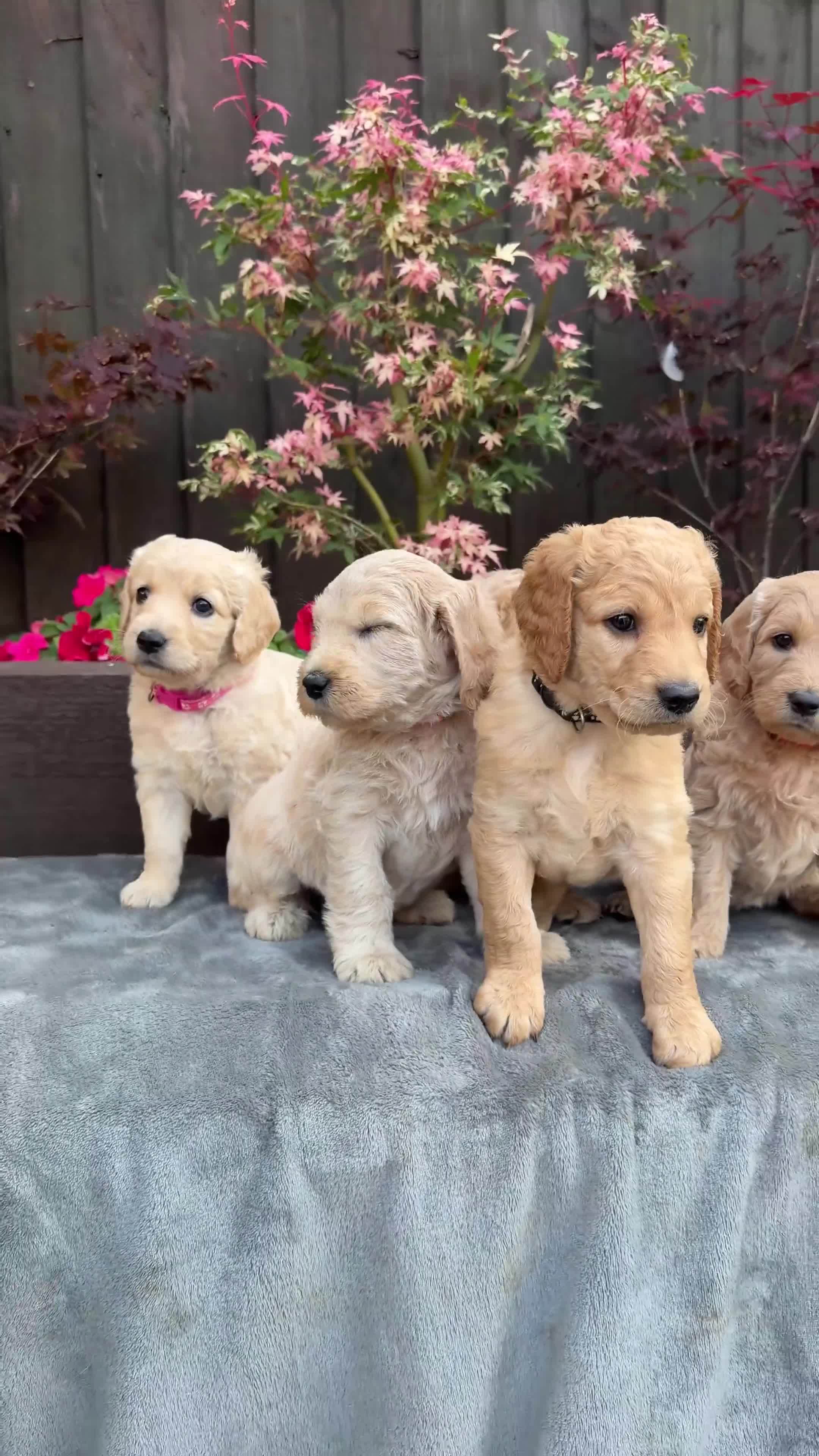 Goldendoodle dogs for sale: Beautiful Goldendoodle Puppies ready next week - Video 3
