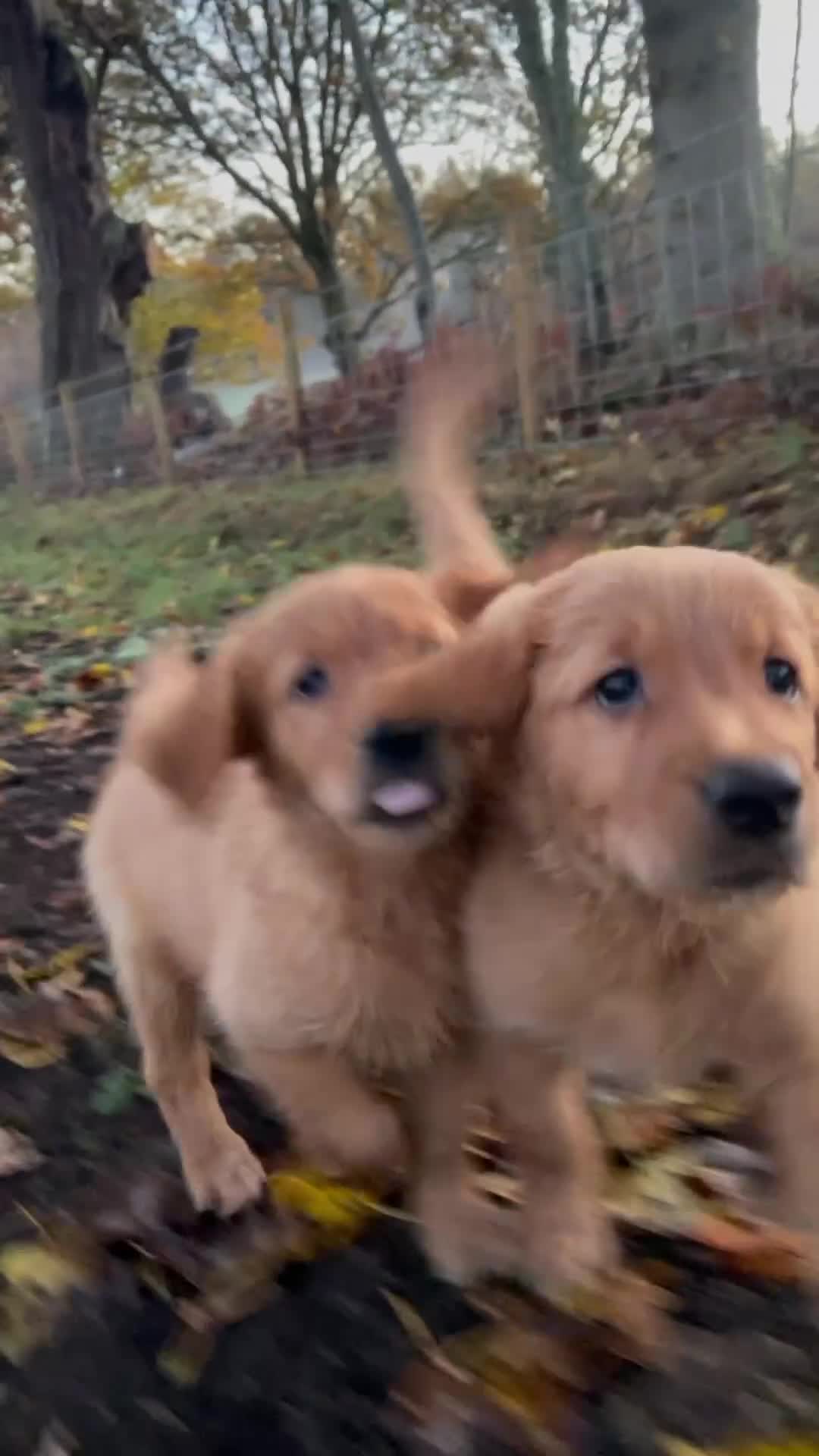 Golden Retriever dogs for sale: Guardian home opportunities - Video 1