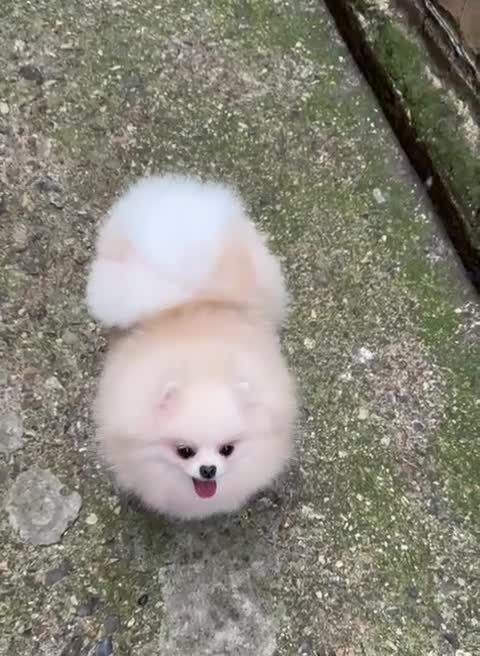 Pomeranian dogs for sale: Pomeranian Female for Sale – 3 Years Old - Video 2