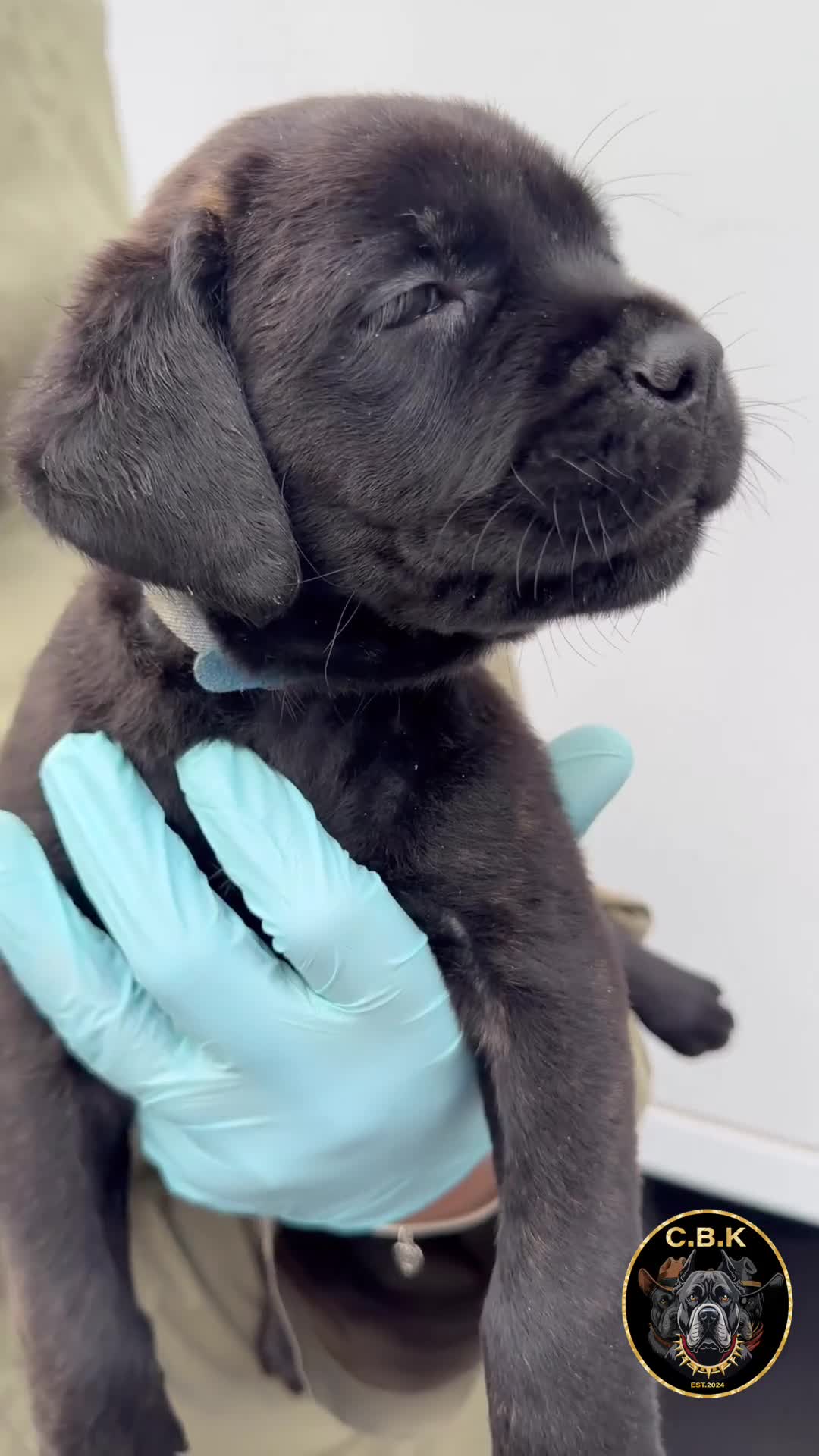 Cane Corso dogs for sale: Premium Cane Corso Puppies *Genesis Bloodline* - Video 2