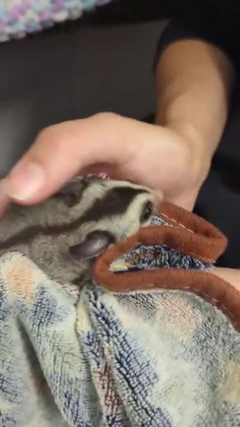 Sugar Glider rodents for sale: Sugar glider joeys SOLD. More OOP soon - Video 1