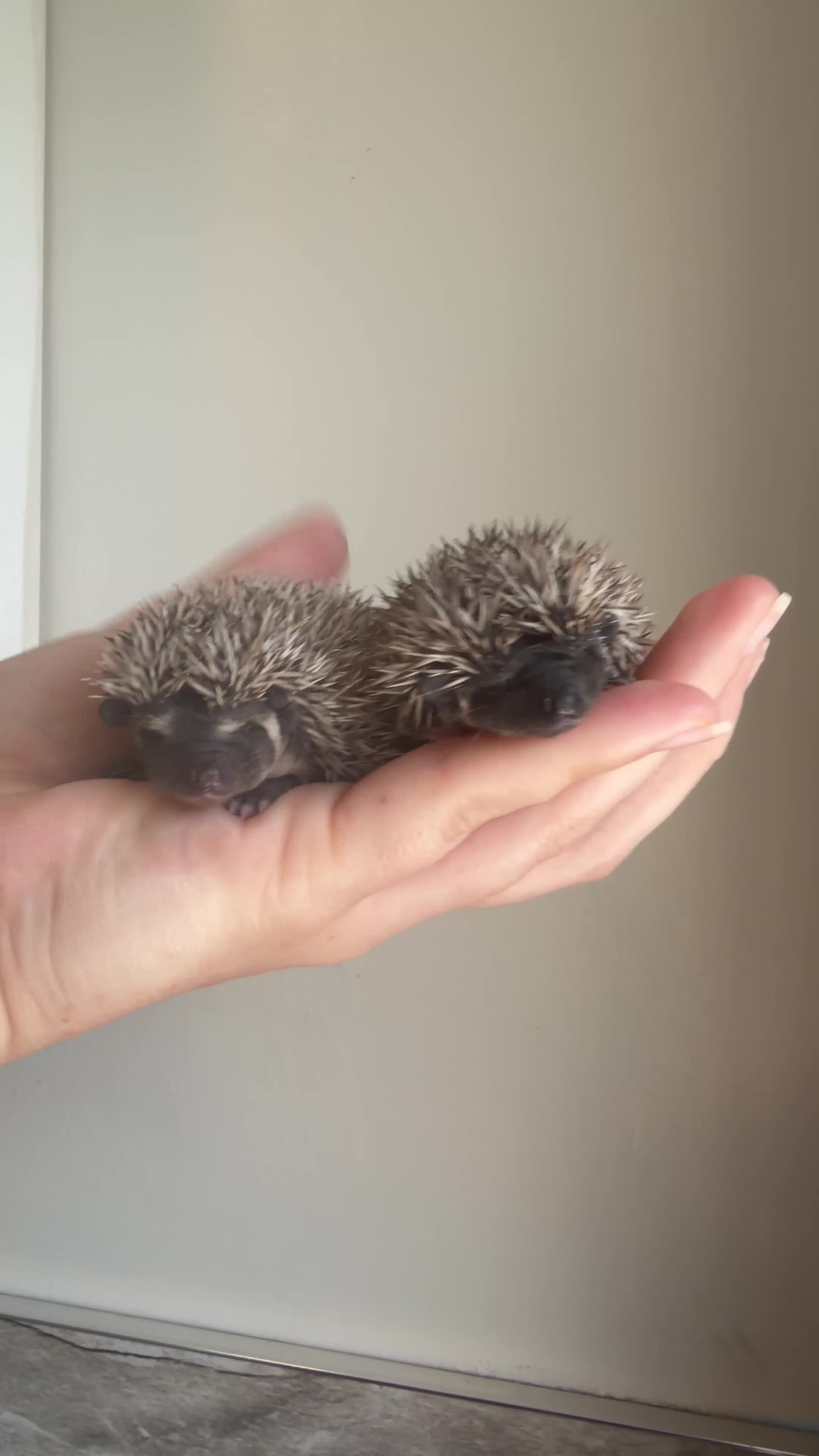 Pygmy Hedgehog rodents for sale: African Pygmy hedgehogs- litters in nest. - Video 1