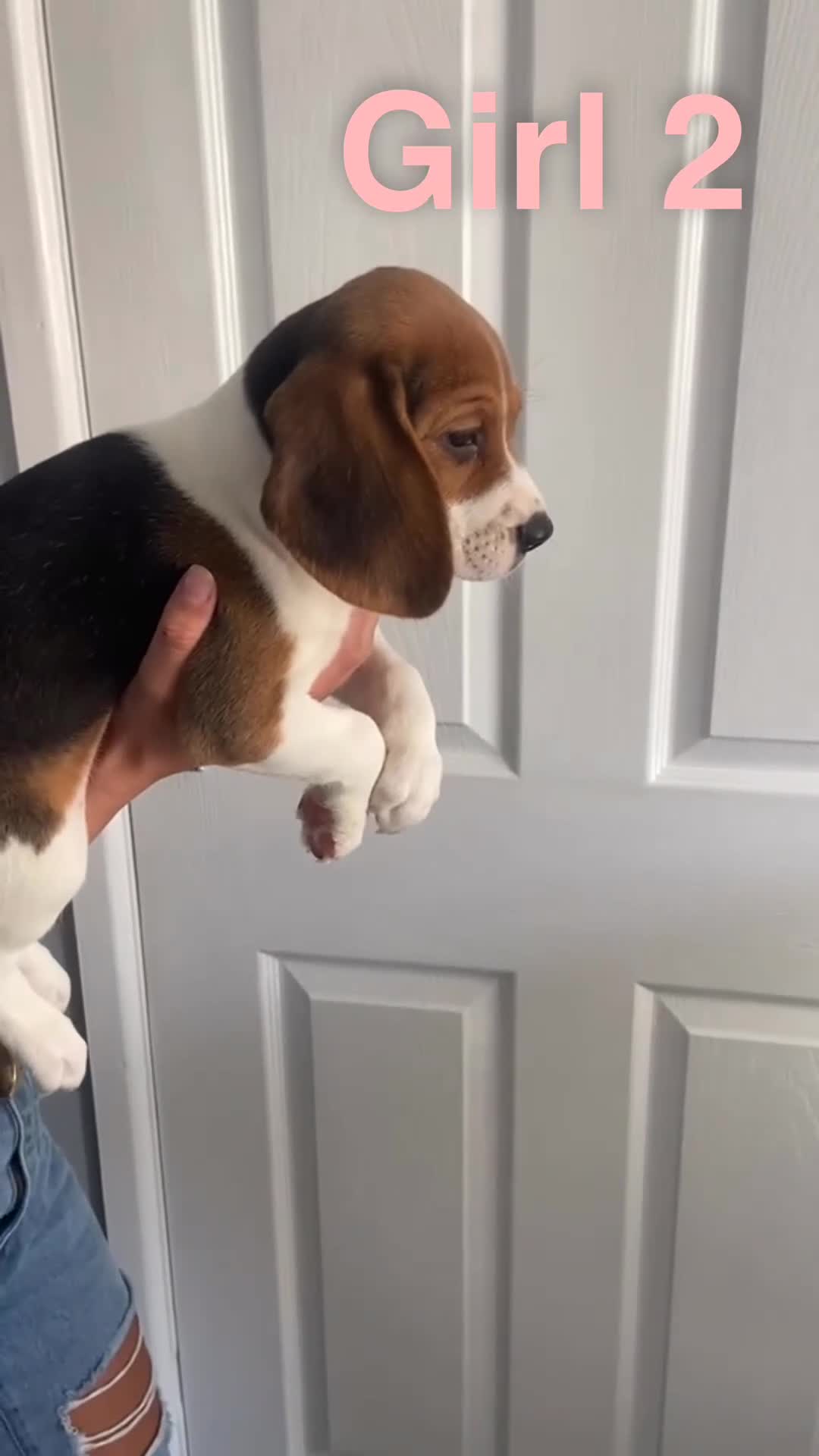 Beagle dogs for sale: Beagle puppies - Video 1