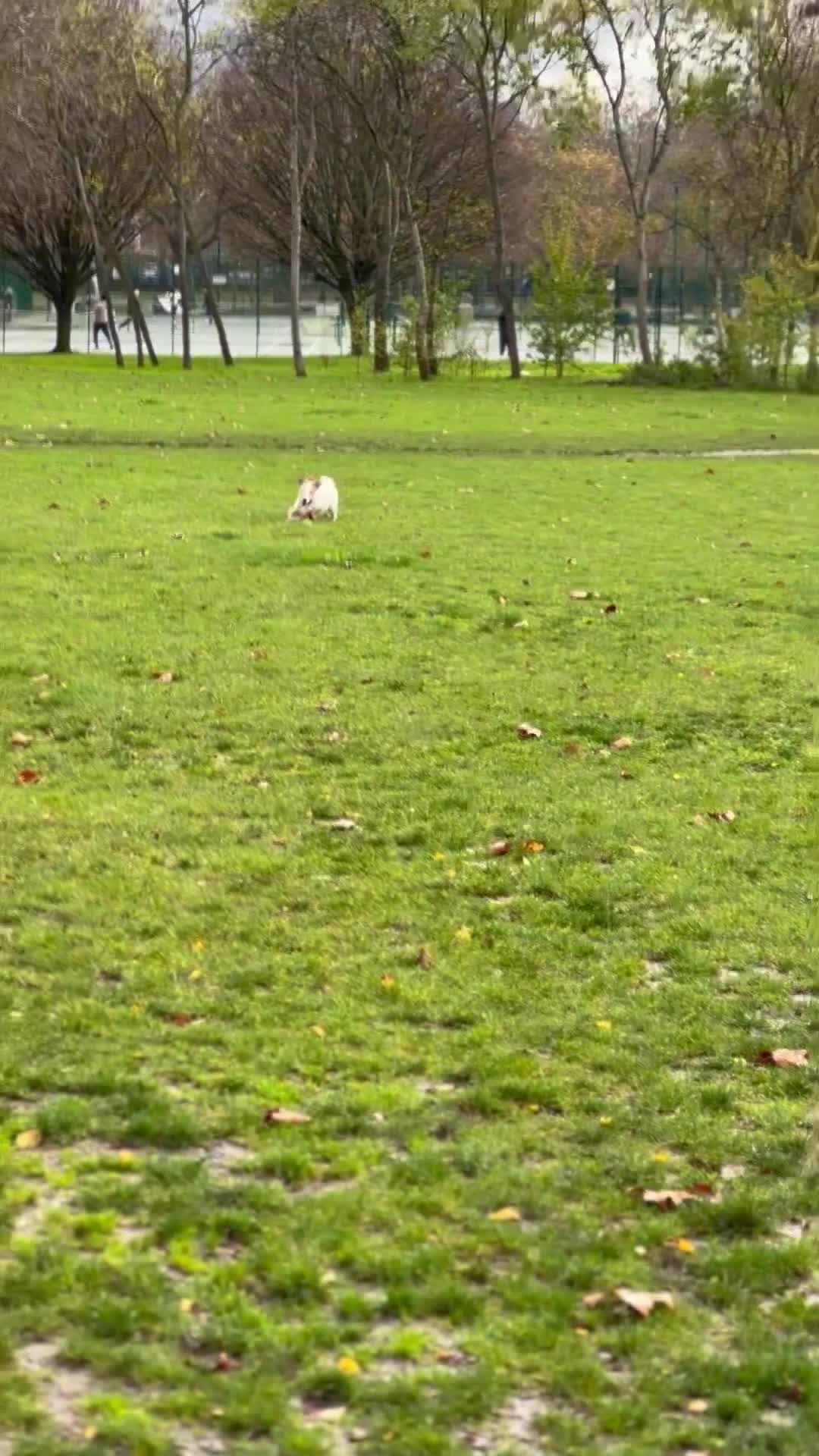 Jack Russell dogs for sale: Jack Russell  - Video 1