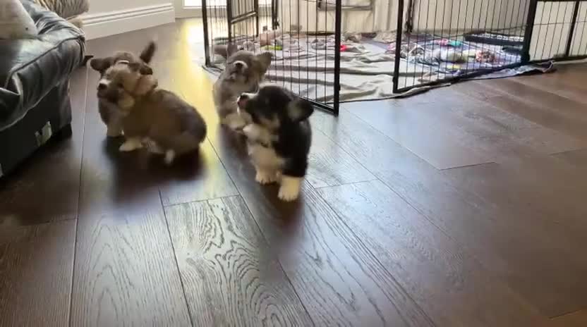 Welsh Corgi Pembroke dogs for sale: Stunning Fluffy Long-Haired (Fluffy) Corgi Puppies - Video 1