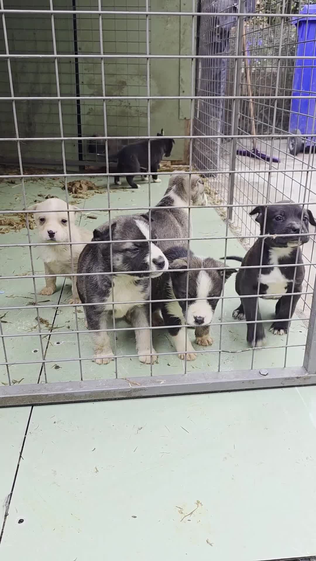 Mixed Breed dogs for sale: Siberian husky & American stuffy mix bread pupies - Video 2