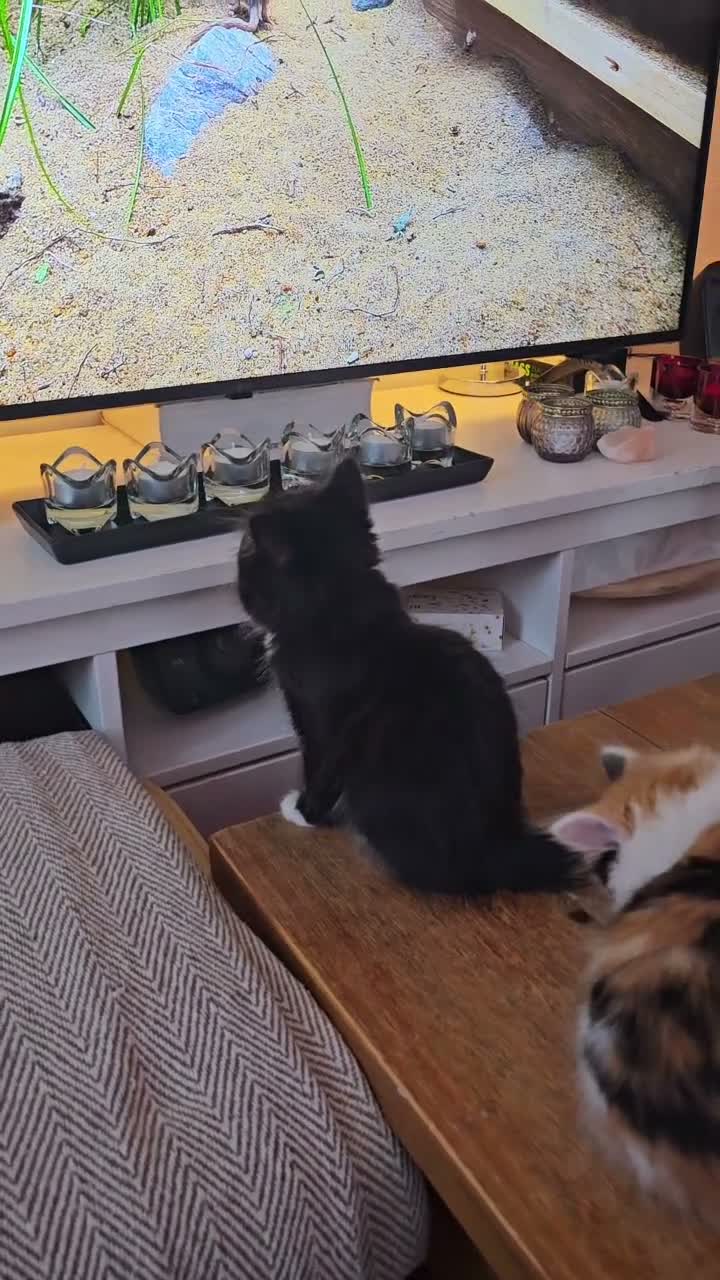 Mixed Breed cats for sale: Four Adorable Little Kittens Full of Personality - Video 1