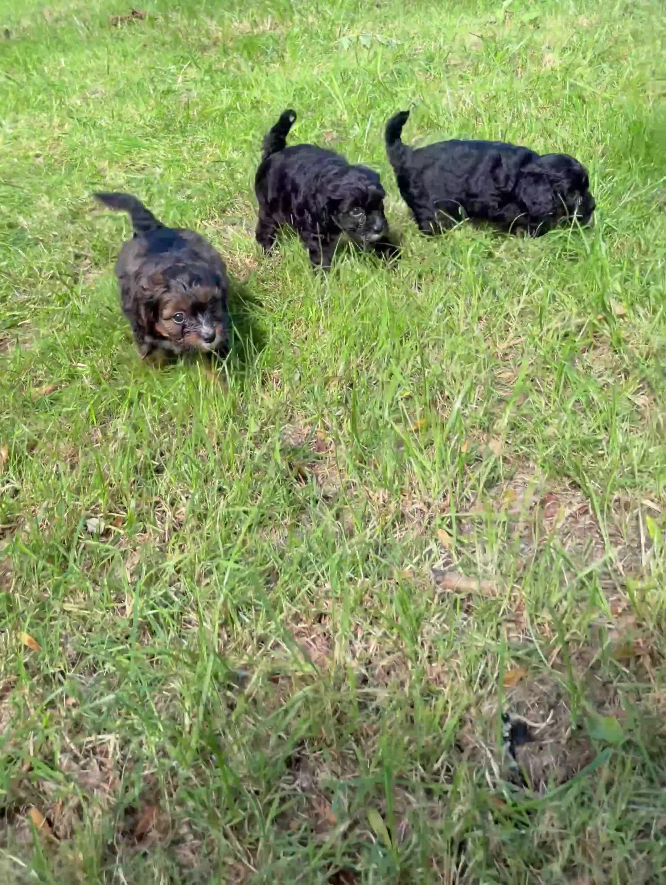 Cavapoo dogs for sale: Beautiful F1 Cavapoo Puppies - 1 Girl 3 Boys in Gosport - Video 1