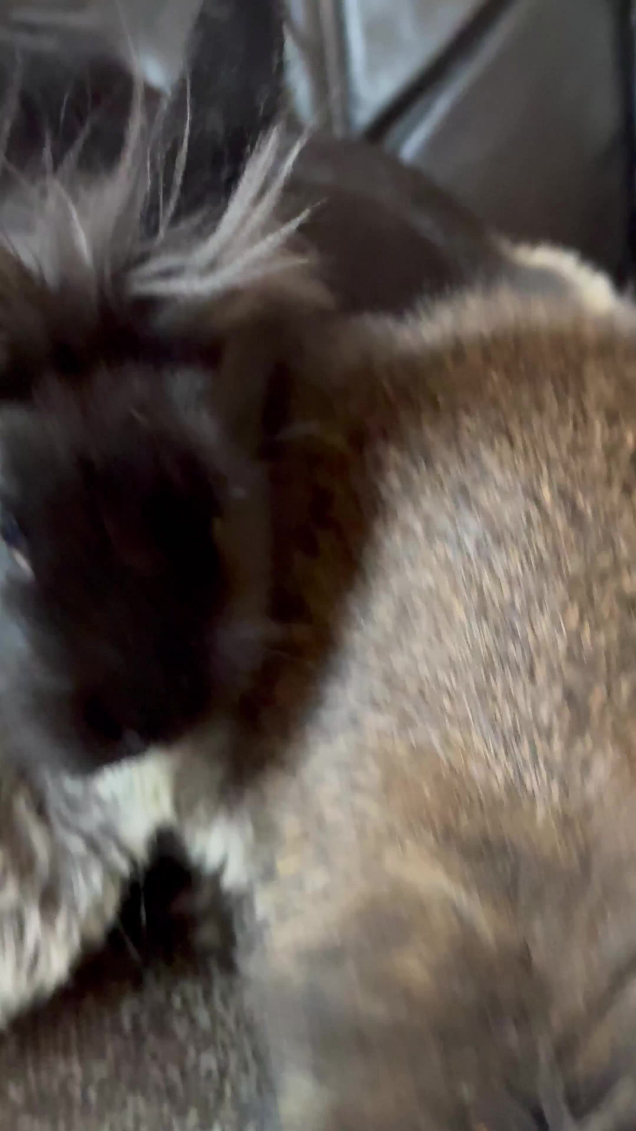 Mixed Breed rabbits for sale: Netherland dwarf and lionhead mixed bunnies - Video 3
