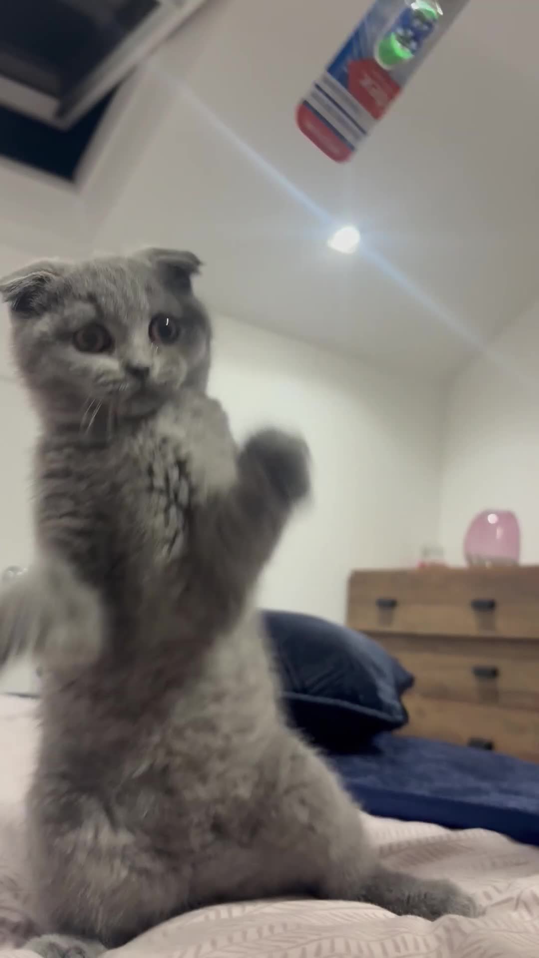 Scottish Fold cats for sale: Chunky Scottish fold kitten  - Video 1